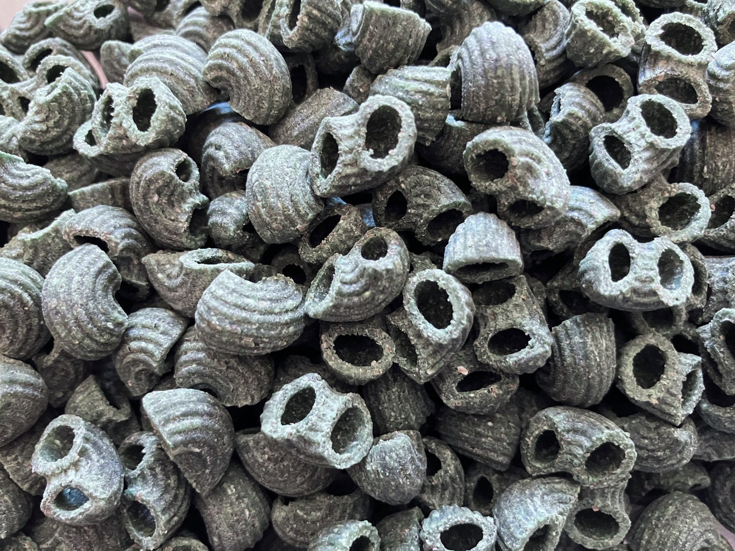 Coudes à la spiruline