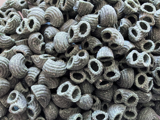 Coudes à la spiruline